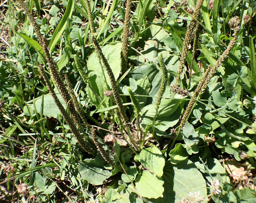 Plantago major / Piantaggine maggiore